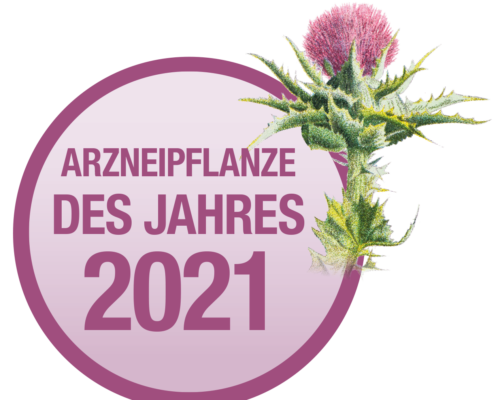 Mariendistel ist die österreischische „Arzneipflanze des Jahres 2021“