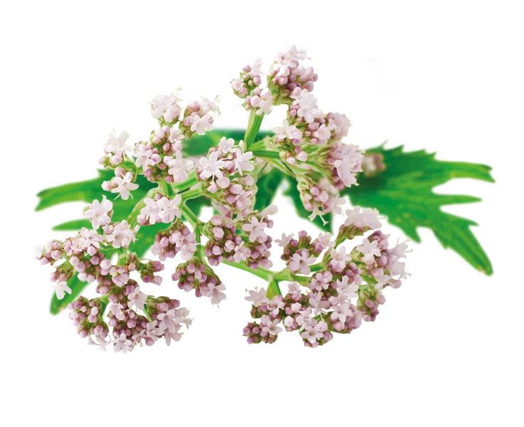 Baldrian (Valeriana officinalis)
