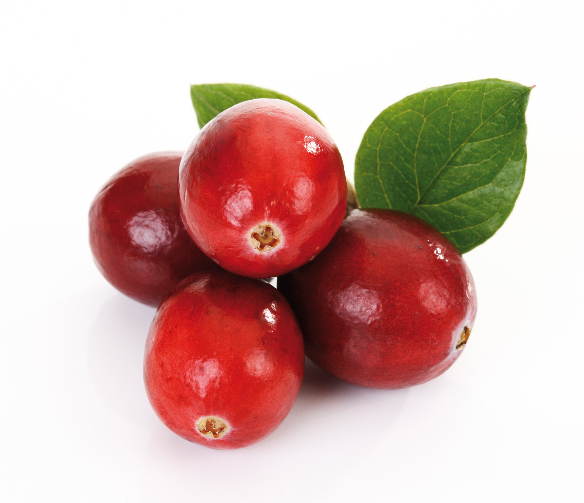 Cranberry oder „Moosbeere“ (Vaccinium macrocarpon)