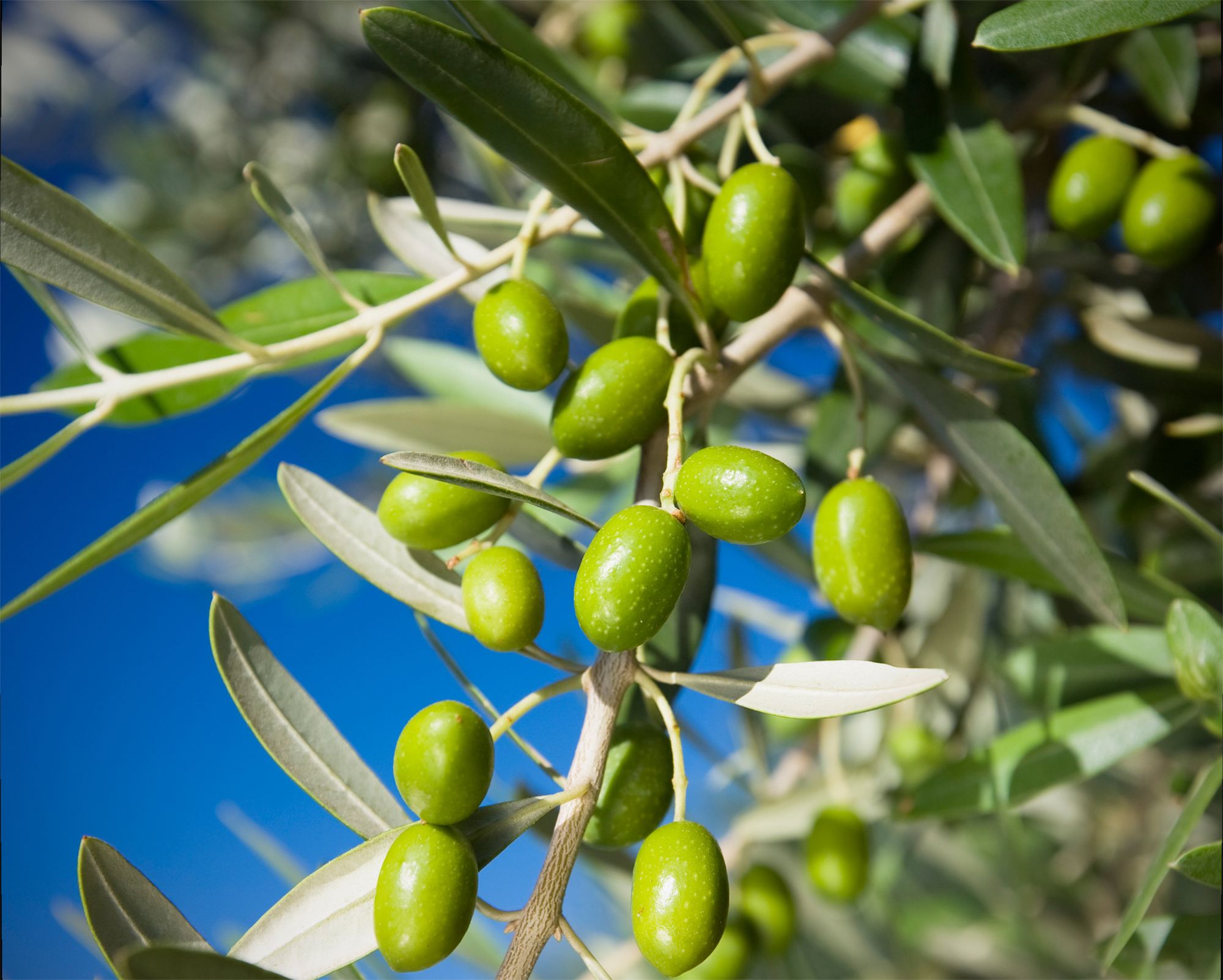 Olivenblatt-Extrakt enthält wertvolle Polyphenole