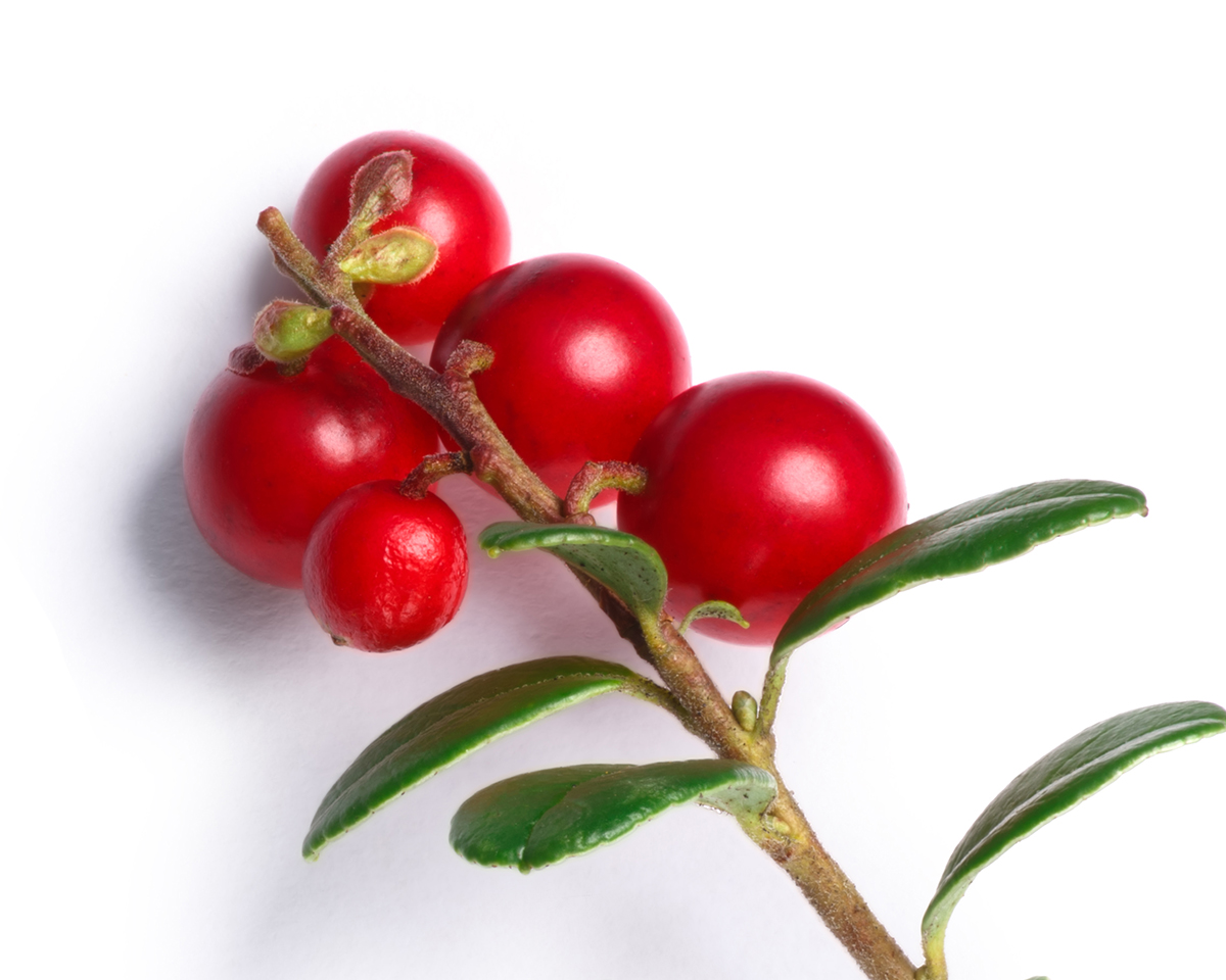 Cranberry hilft bei wiederkehrenden Harnwegsinfekten