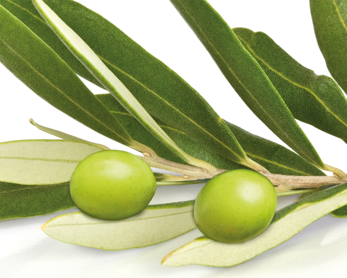 Studie: Olivenblattextrakt hilft bei der Aufrechterhaltung gesunder Blutdruckwerte.