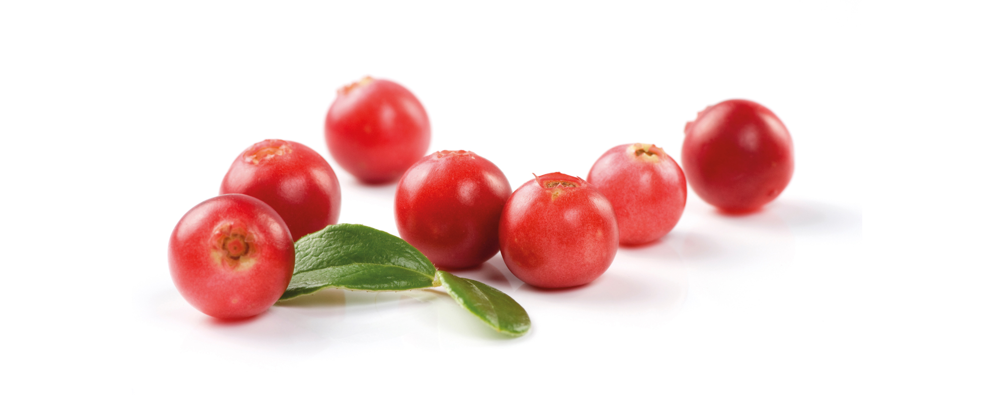 Cranberry wirkt antibakteriell